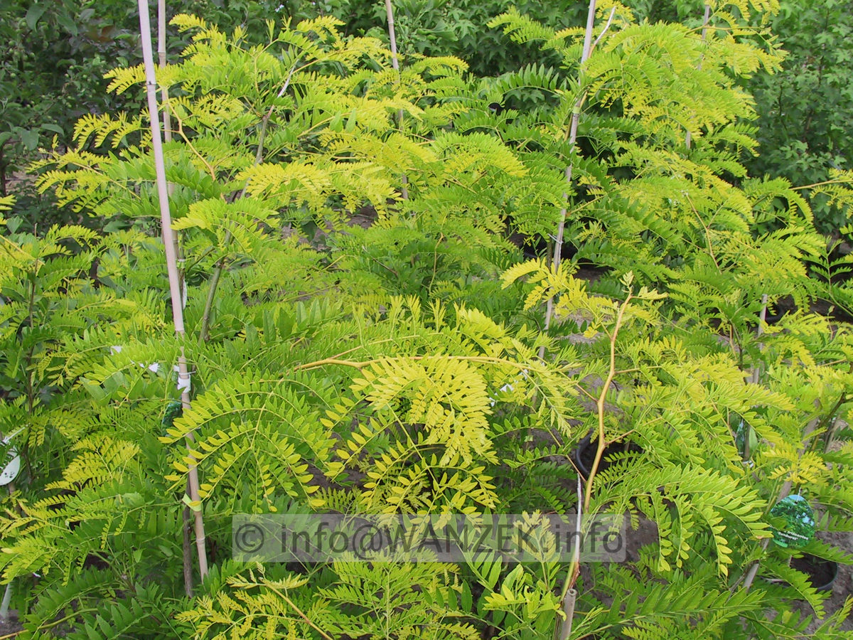 Gleditsia triacanthos Sunburst 01.JPG